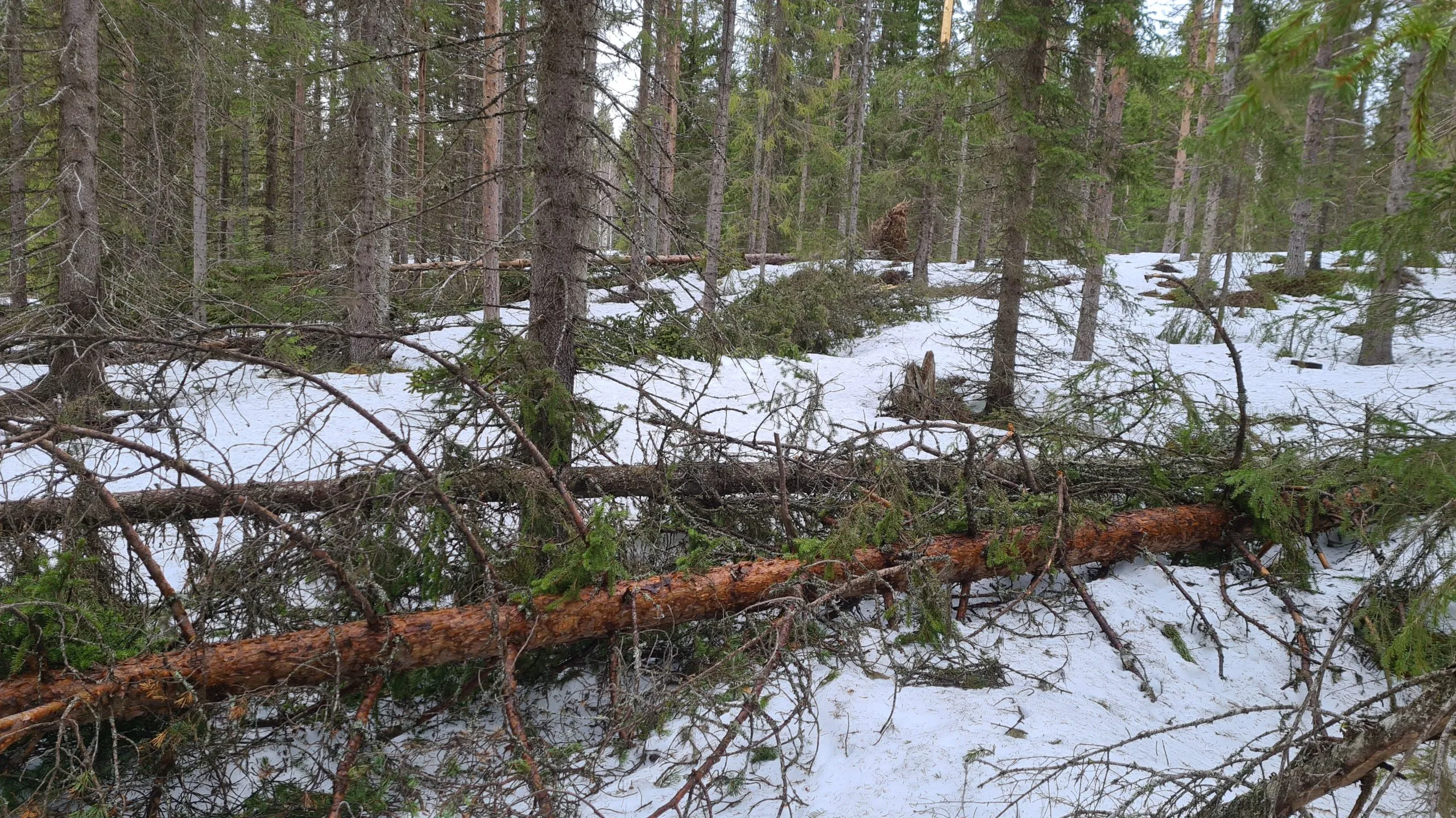 Snöbrutna träd på snötäckt skogsmark