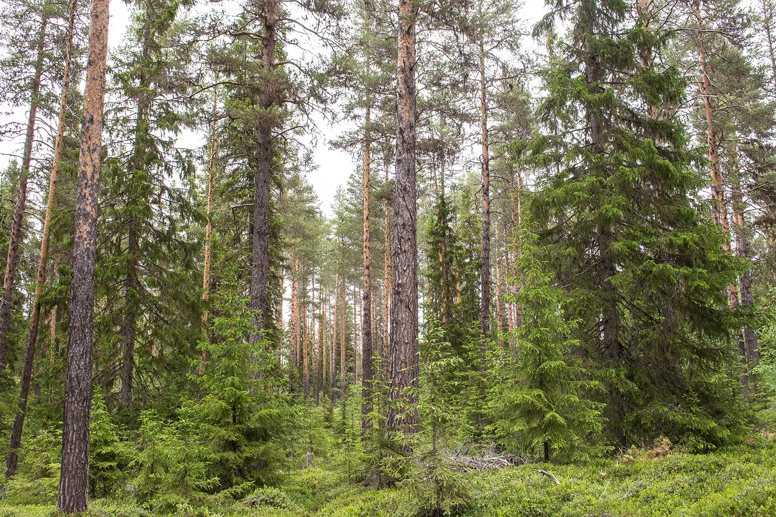 Blandskog av tall och gran i Föllinge