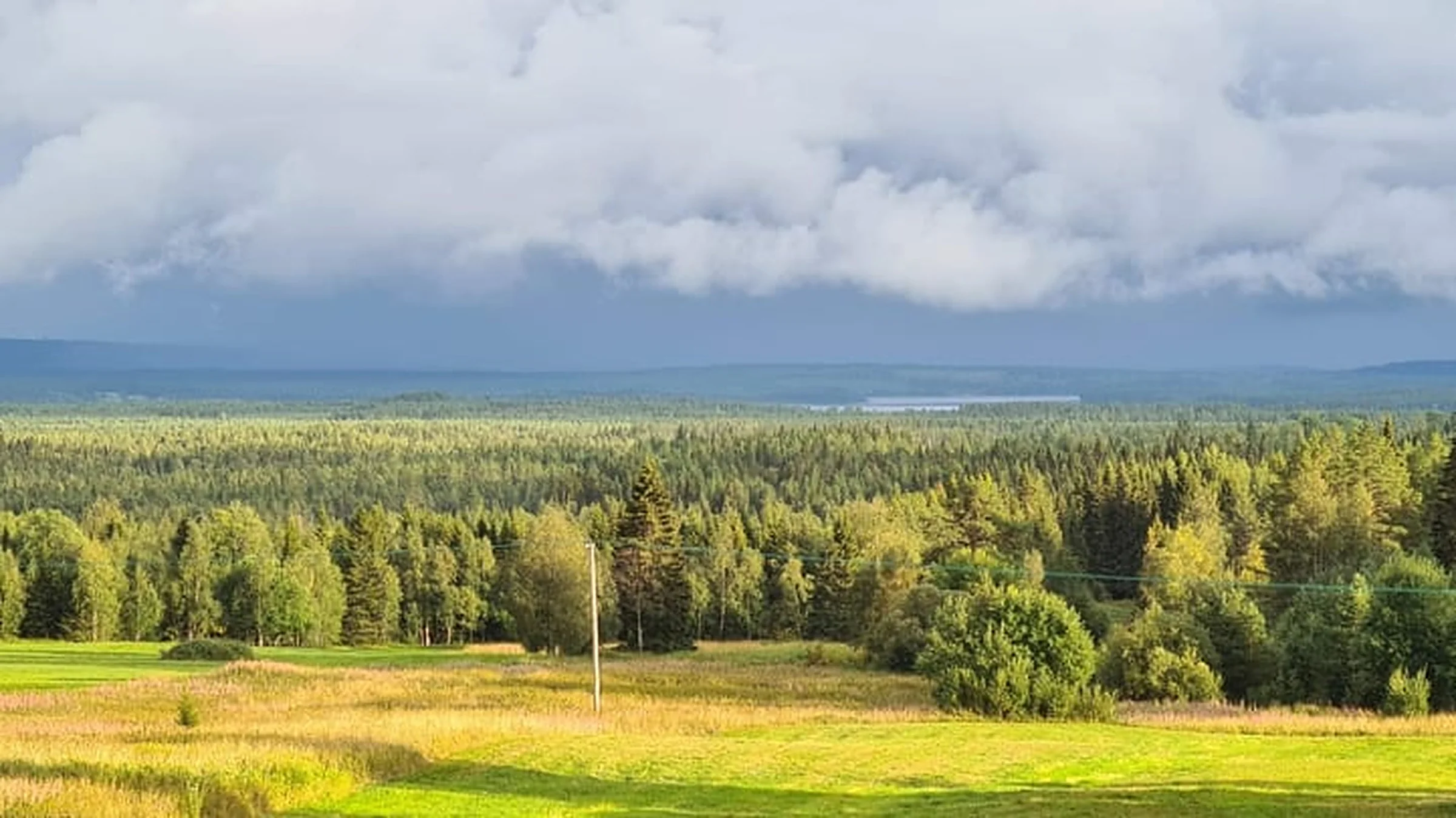 Skogslandskap med ängar och barrskog under en molnig himmel