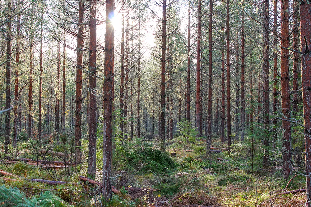 Gles tallskog med ung gran i undervegetationen